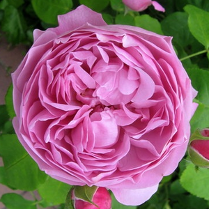 Charles Rennie Mackintosh - rosier - www.julietterose.fr